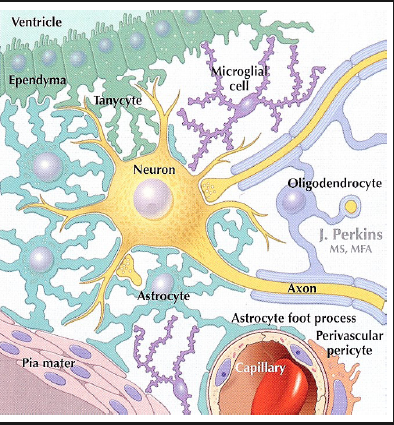 » The British LANGUAGE neurological spider cell disorder kills Hannah ...